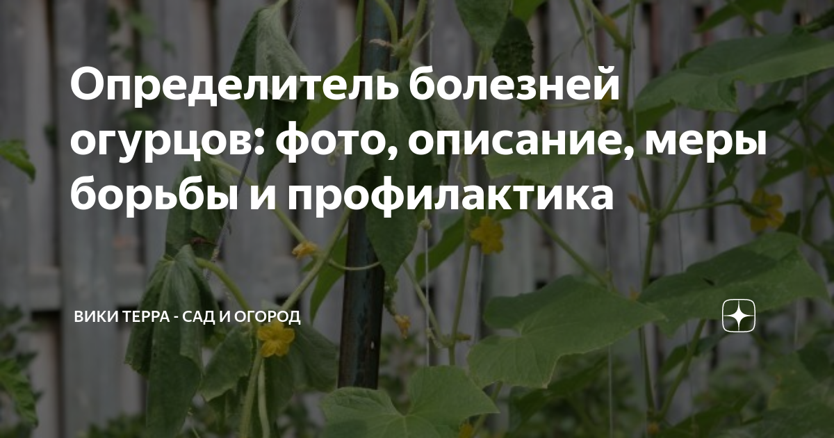 Определитель болезней