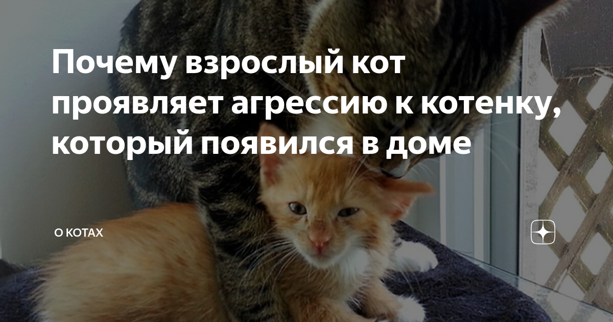 Почему кошка рычит и шипит на котенка