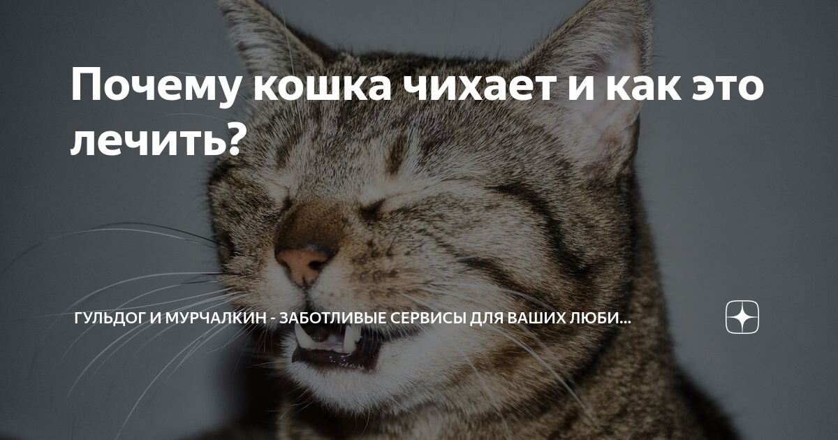 Кошка чихает: причины и лечение. Симптомы. Защита от чихания.