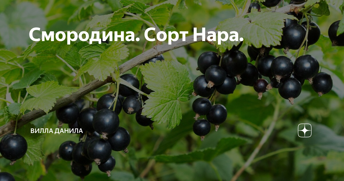 Смородина нара описание сорта фото