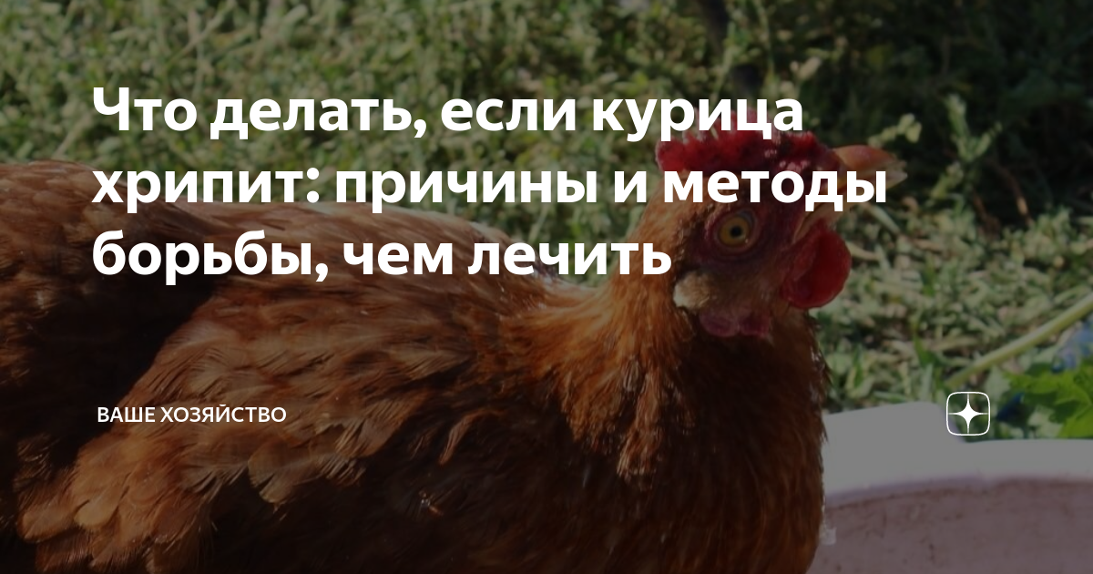 Курица хрипит и открывает. Куры хрипят чем лечить. чем лечить курицу если она начала хрипеть. минифермер если курица хрипит.