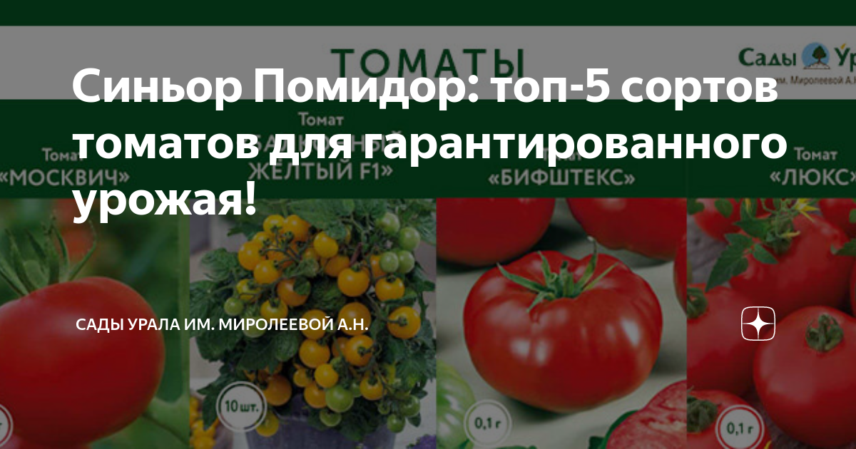 Синьор Помидор: топ-5 сортов томатов для гарантированного урожая ...