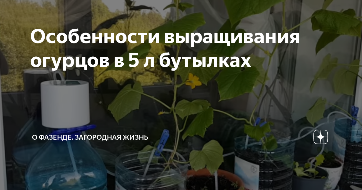 Выращивание огурцов в пластиковых бутылках 5 литров