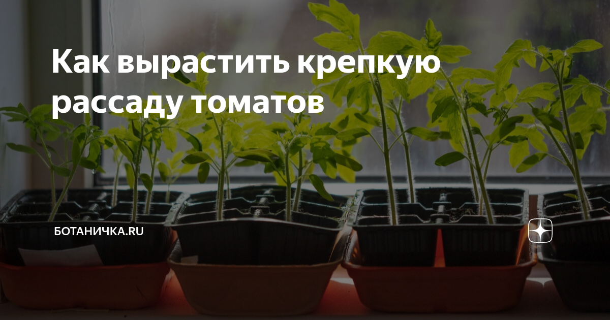Советы для успешного выращивания крепкой и плодовитой рассады томатов