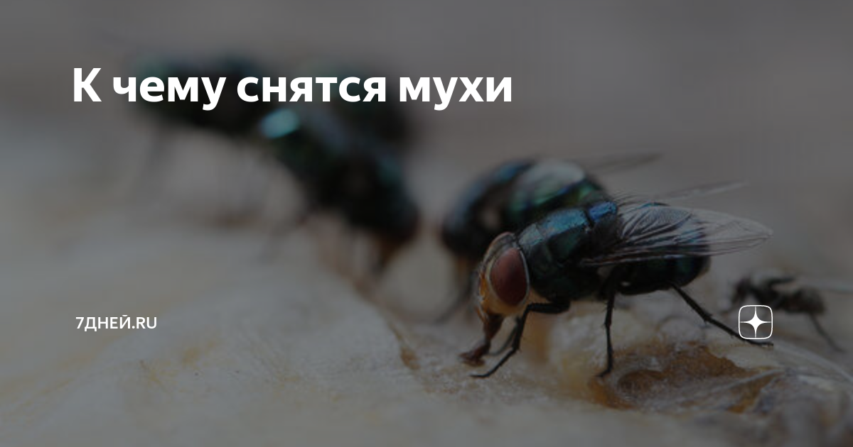 Сонник к чему снятся мухи много мух