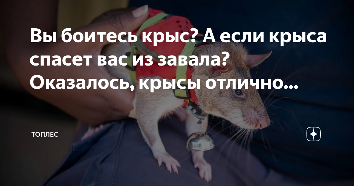 Крыса спасла мир. Спасение крысы текст. как спасали крысу. крыса учится.