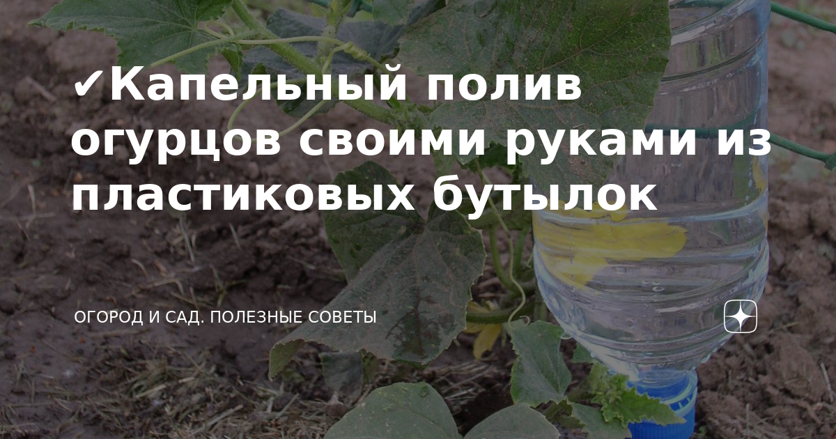 ✔Капельный полив огурцов своими руками из пластиковых бутылок | Огород, Сад из бутылок, Сад