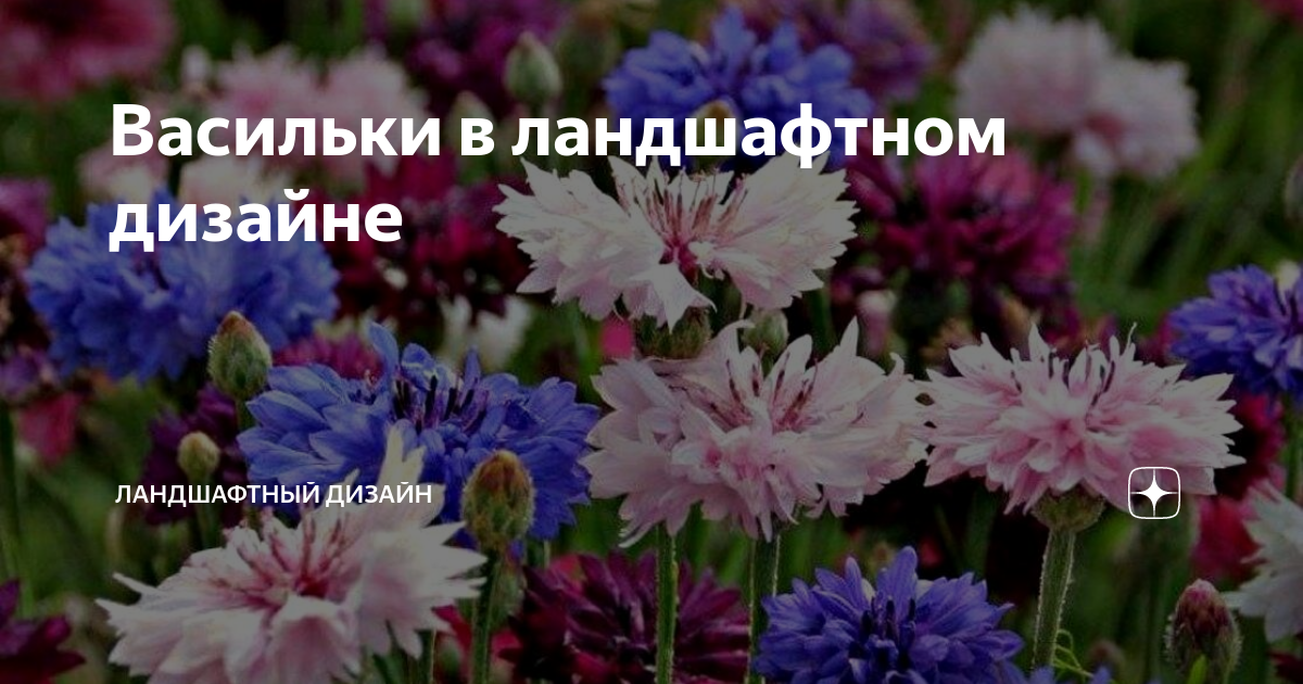 Васильки в ландшафтном дизайне