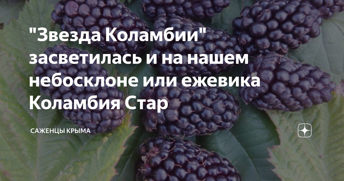 Ежевика коламбия стар отзывы. Ежевика Оучита. Ежевика Вошито. Ежевика АУЧИТА описание. Вошито ежевика описание.