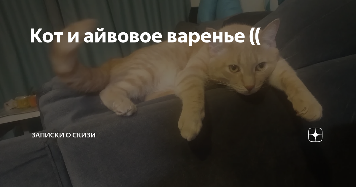 скизи мазанкин. кот скизи. скизи мазанкин кот новое. скизи кот новое. скизи мазанкин кот.