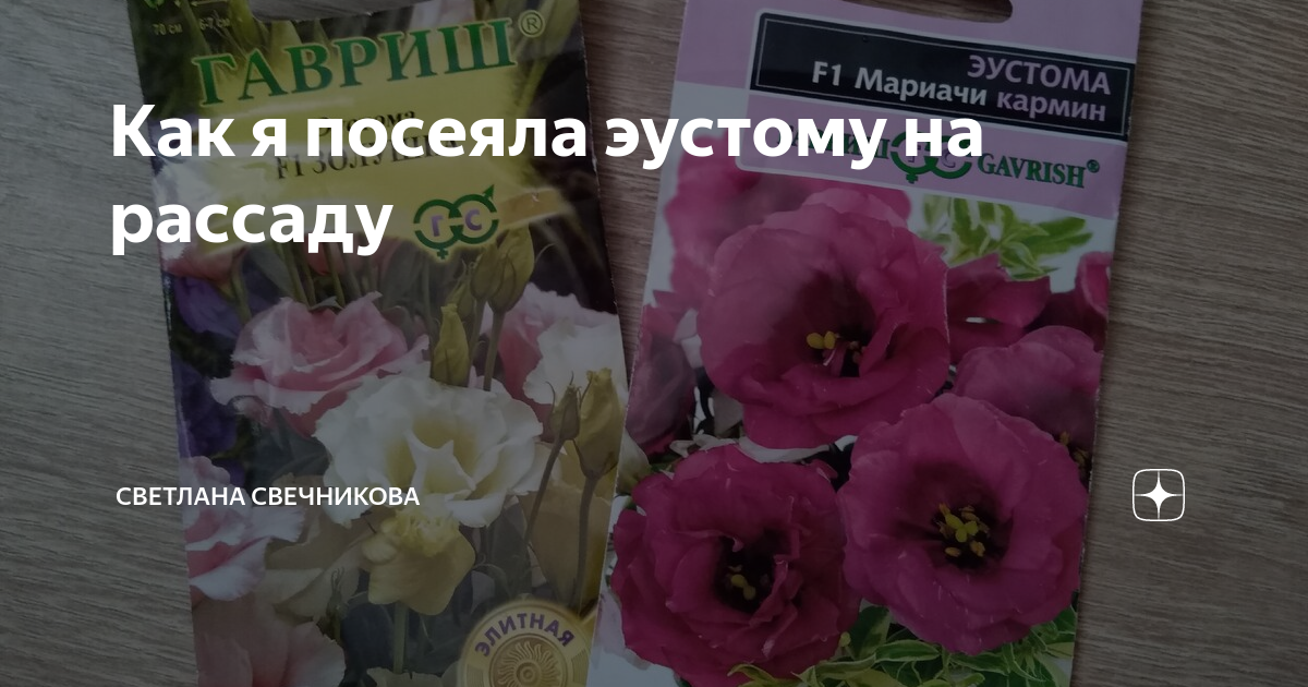 Как я посеяла эустому на рассаду | Светлана Свечникова | Дзен
