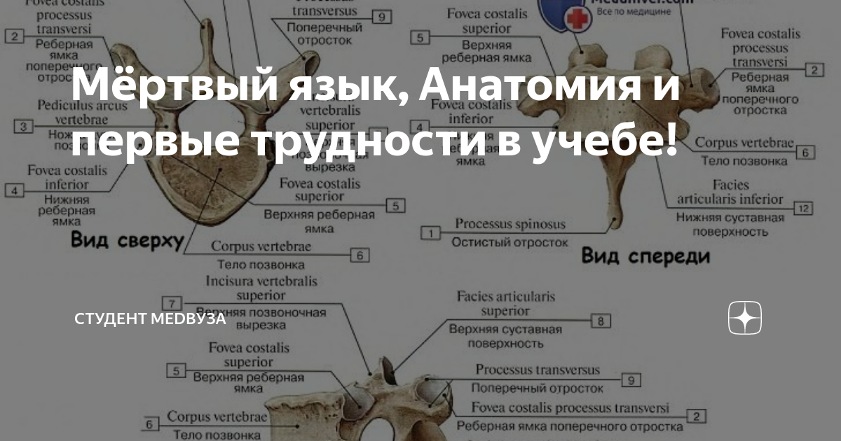 Мёртвый язык, Анатомия и первые трудности в учебе! | Будни студента ...