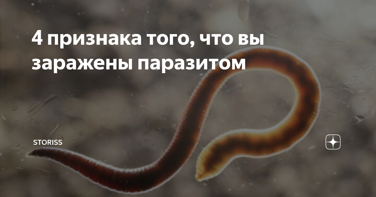 Инфузории симбионты кишечника жвачных. Симбиотические инфузории. Разновидности паразитов. Паразиты черви гельминты. Паразиты черви аскариды.