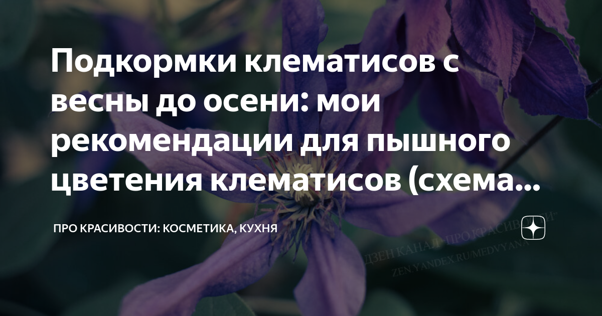 Схема подкормок клематисов
