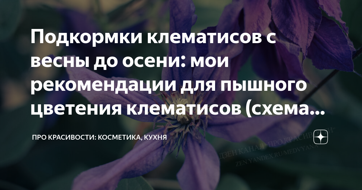 Схема подкормки клематисов с весны до осени