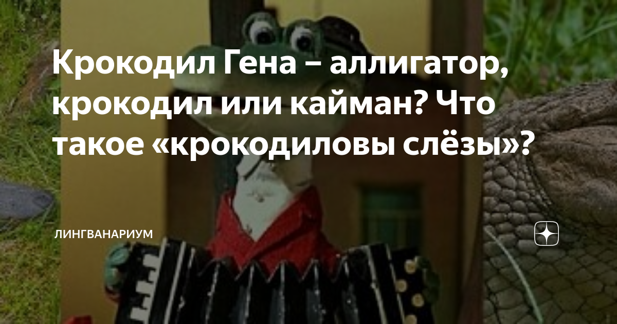 Почему крокодил гена аллигатор