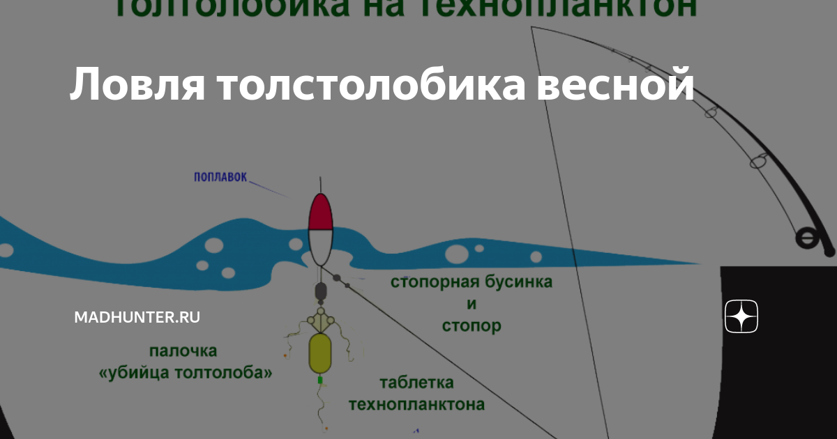 Ловля толстолобика