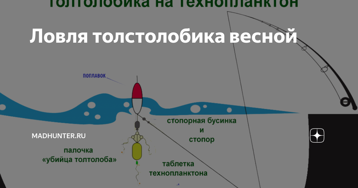 На что ловят толстолоба. Ловля толстолобика. Снасть на толстолобика. Схема монтажа на толстолобика. Схема монтажа снасти на толстолоба.