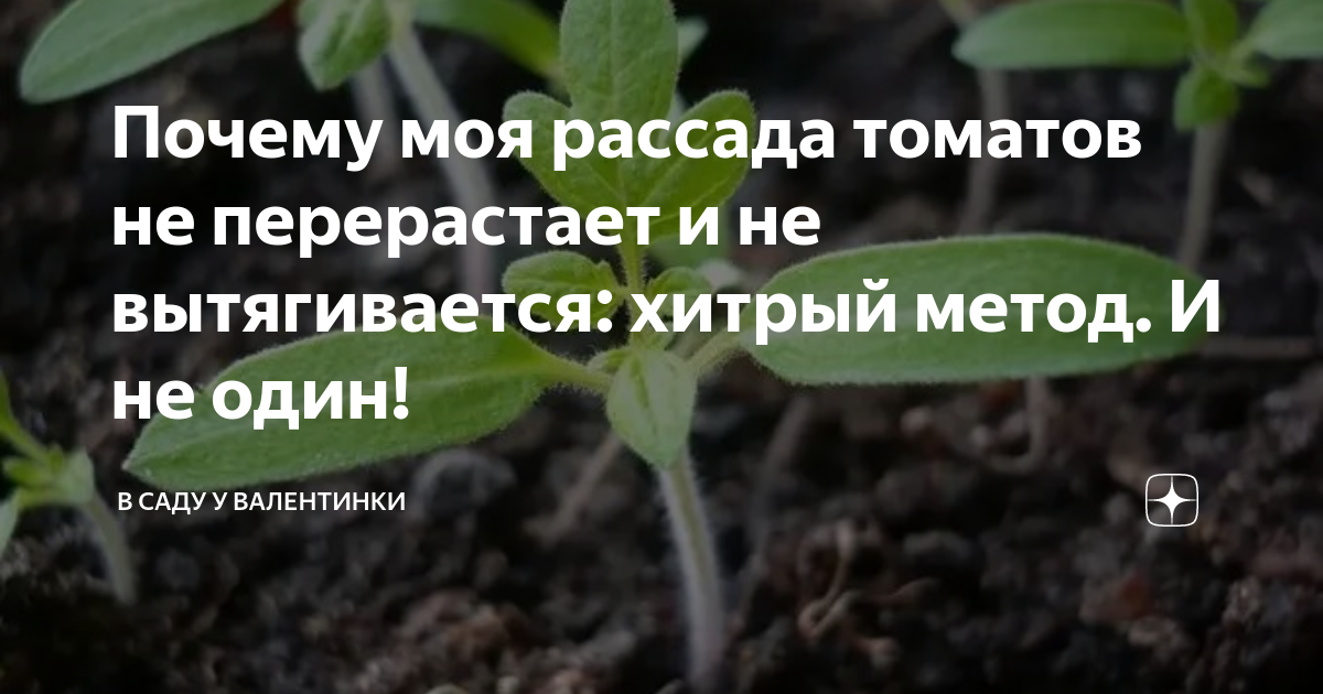 Чем полить рассаду чтоб не вытягивалась. Средство чтобы рассада не перерастала. Точка роста у рассады томатов. Чтоб рассада не вытягивалась препарат. Моя рассада.