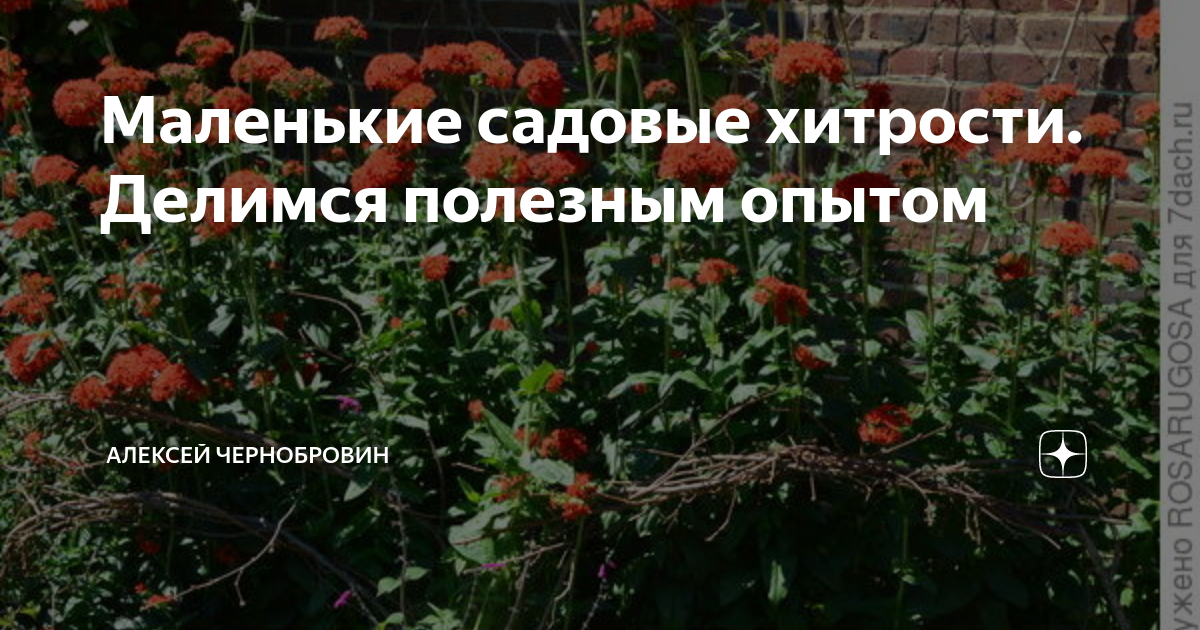 Маленькие хитрости, которые помогут в дачный сезон | Новгородский строитель | Дзен