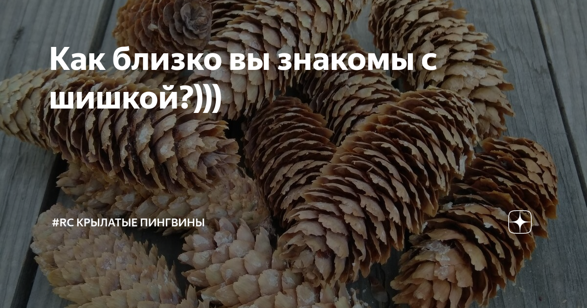 Сосновые шишки - описание продукта, как выбирать, как готовить, читайте на розаветров-воронеж.рф