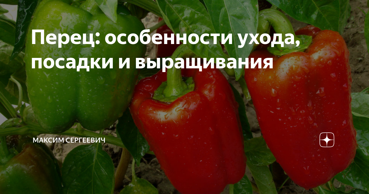Подкормка перца дрожжами рецепт. Подкормка перца. Подкормить перец. Подкормка перца дрожжами. Дрожжевая подкормка для перцев в открытом грунте.