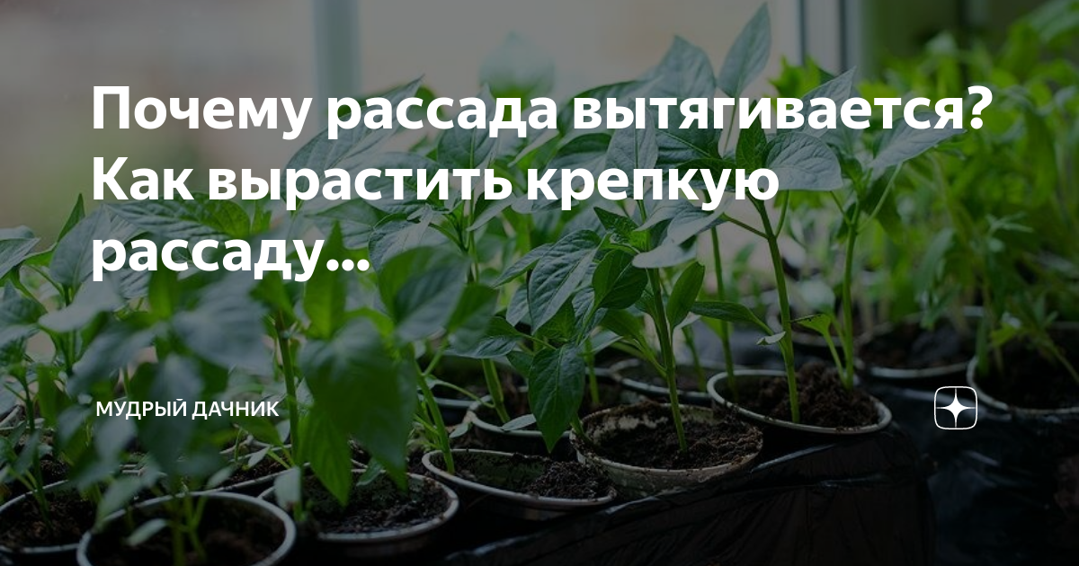 Чтобы рассада росла крепкой и толстой. Рассада удобрение для рассады. Нашатырь для рассады томатов. Нашатырь для рассады помидор и перцев.