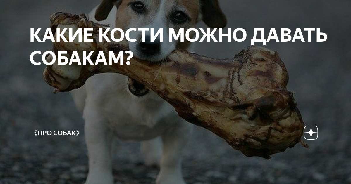 Какие кости можно давать собаке фото