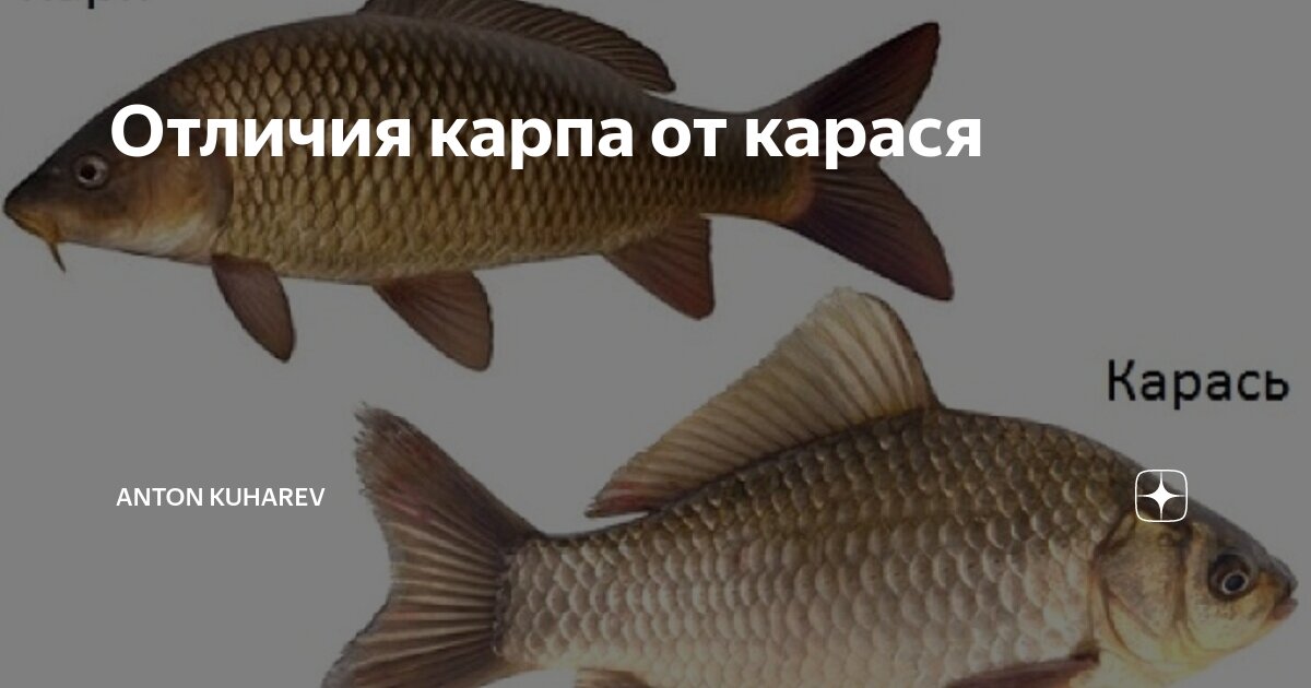 Отличие карпа от сазана в картинках