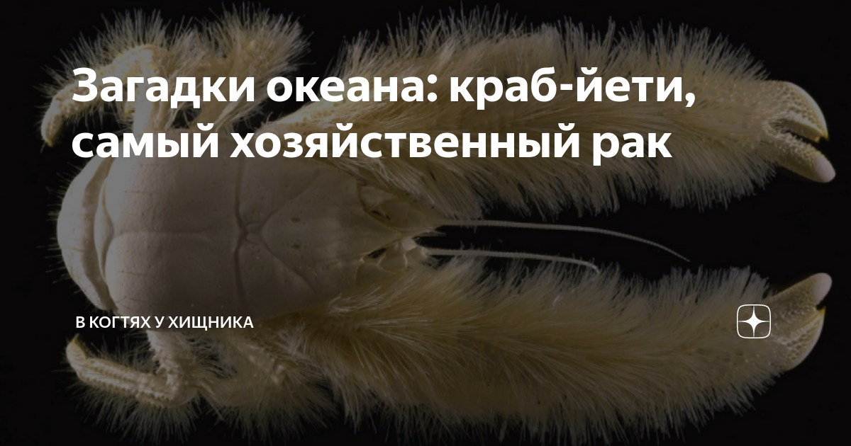 Загадки океана: краб-йети, самый хозяйственный рак | В когтях у хищника ...
