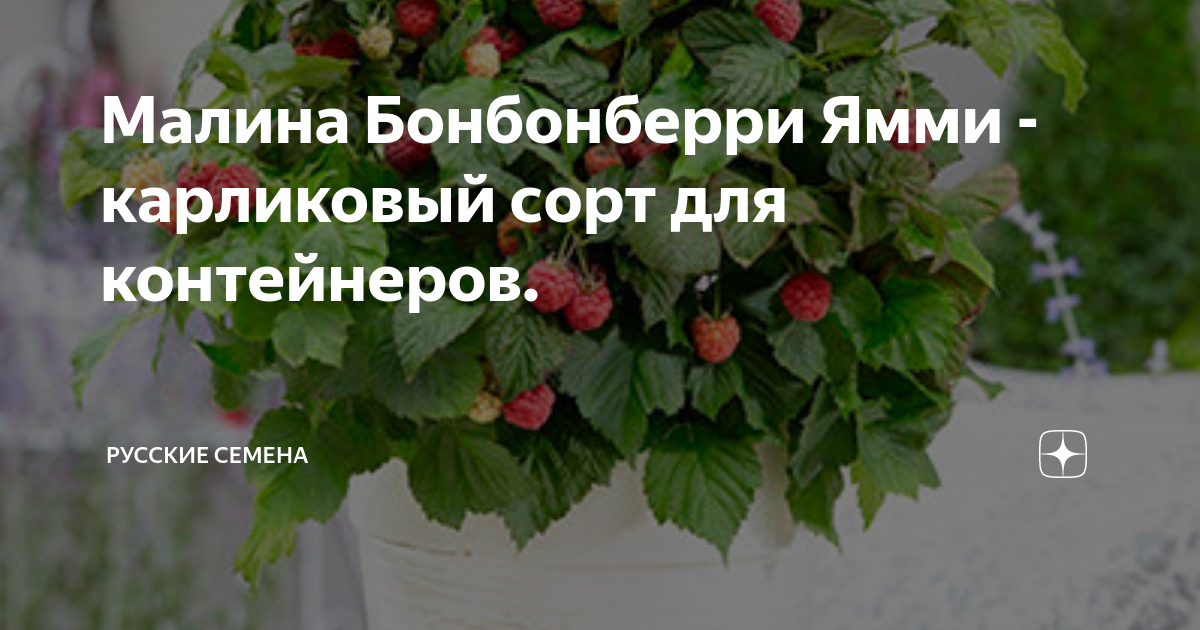 Малина Бонбонберри Ямми купить в Москве, растения по цене от 490 руб. в питомник
