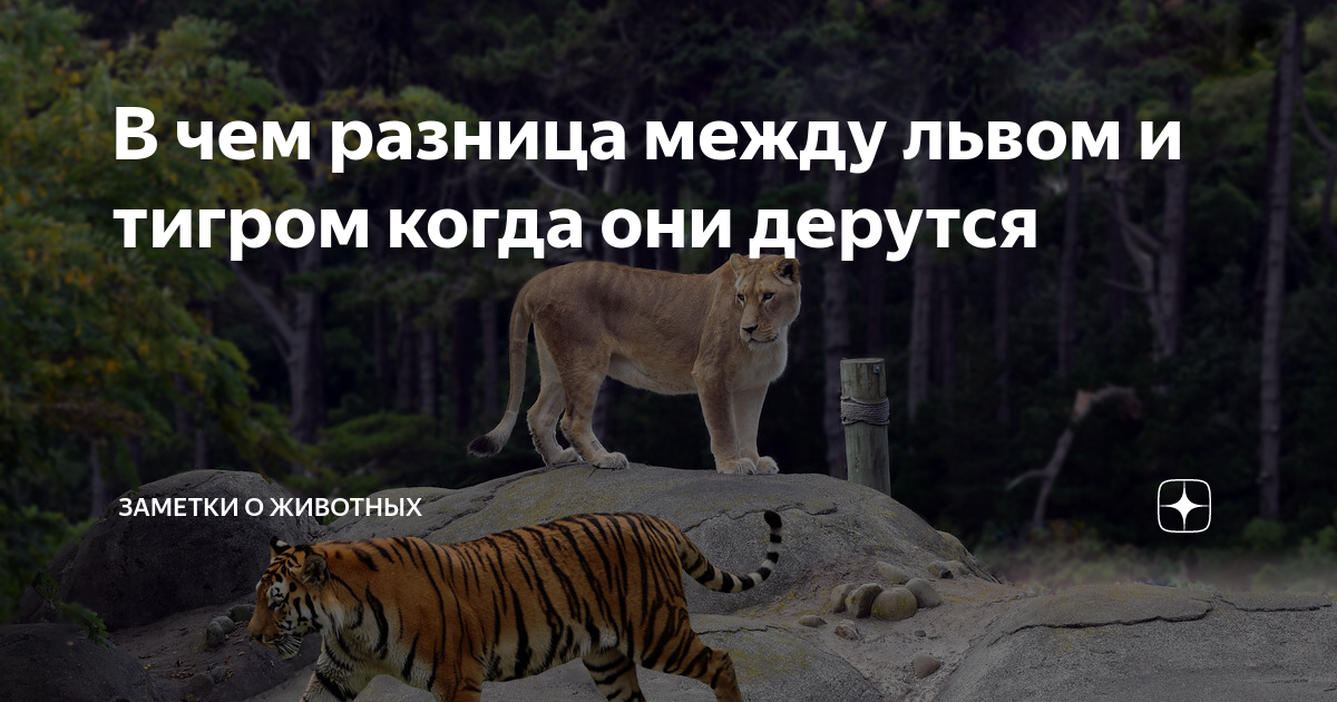 мурлыкают ли тигры и львы