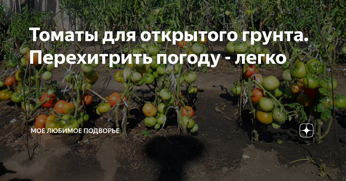 Томаты для открытого грунта. Перехитрить погоду - легко | Мое любимое ...