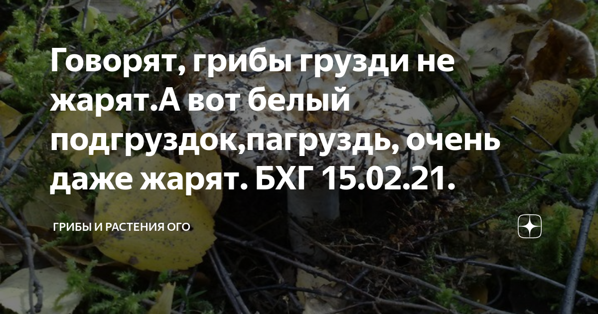 Как правильно пожарить грибы. Жареные грибочки. Надо ли есть грибы если они говорят что не надо. Коровники грибы при жарке. Если грибы говорят не надо их жарить.