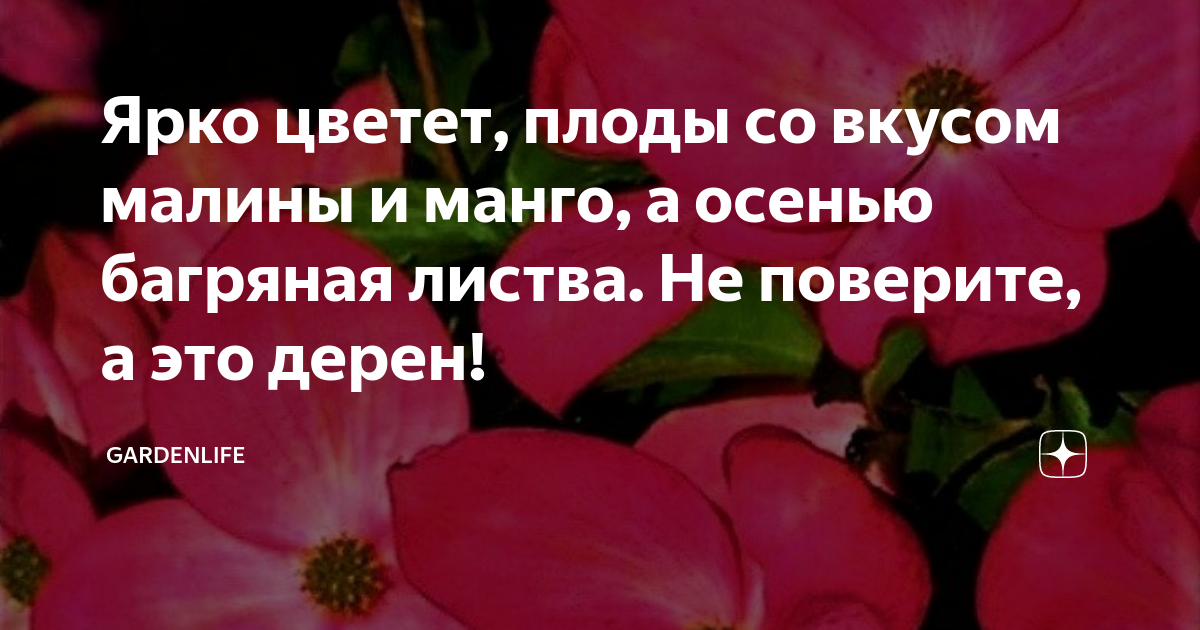 Ярко цветет, плоды со вкусом малины и манго, а осенью багряная листва ...