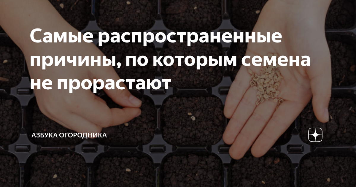 Самые распространенные причины, по которым семена не прорастают ...