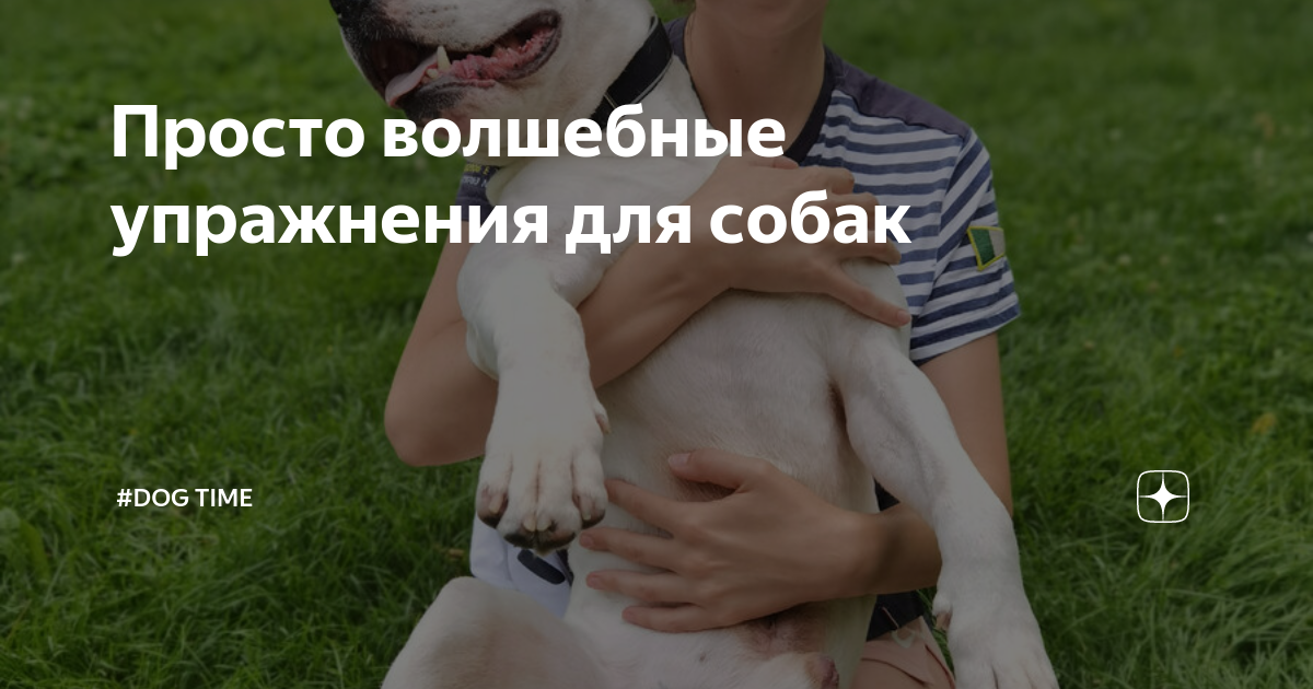 Dog time. Если собака перевозбуждена.