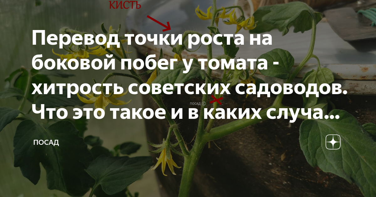 Точка роста у томатов. Точка роста у помидор. Побег томата. Боковые побеги томата.