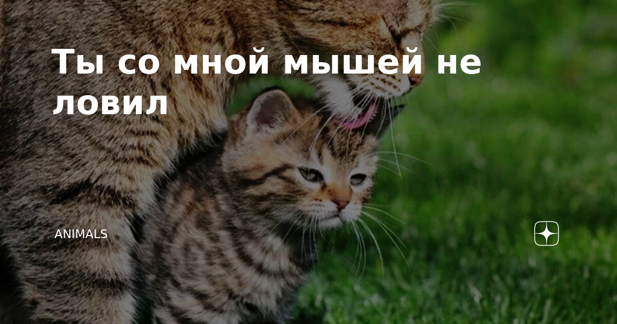 Ты со мной мышей не ловил | Animals | Дзен