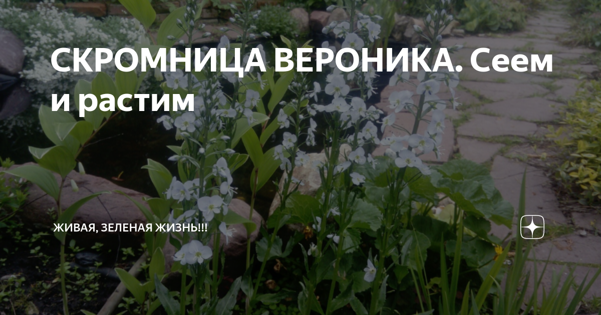 СКРОМНИЦА ВЕРОНИКА. Сеем и растим | Живая, Зеленая Жизнь | Дзен