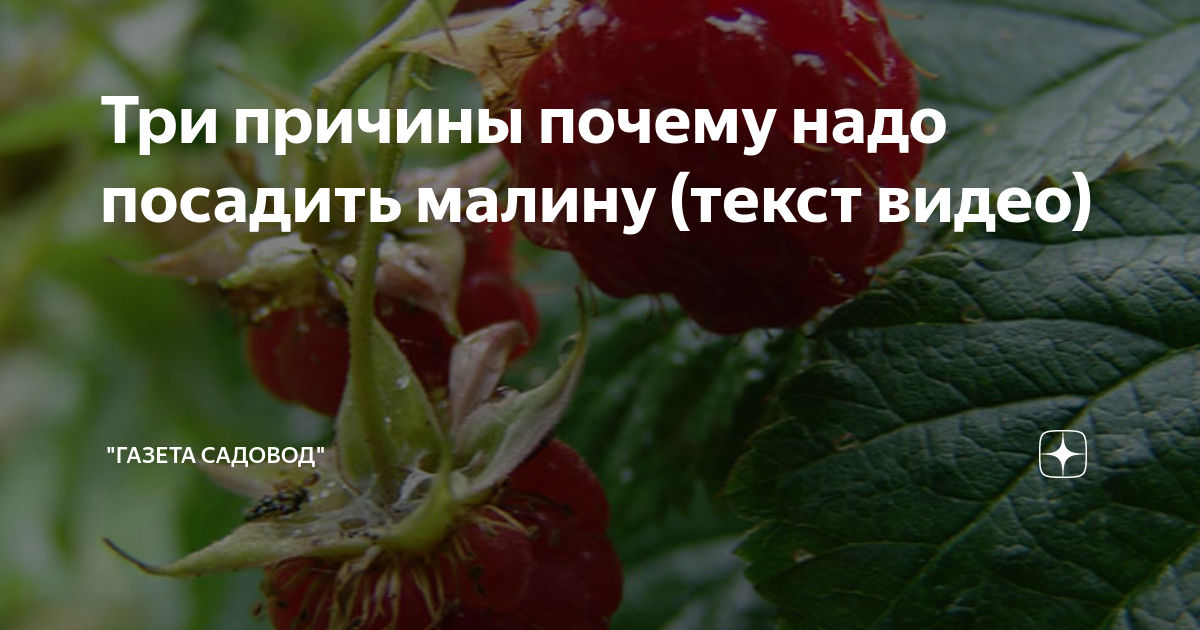 Три причины почему надо посадить малину (текст видео) | "Газета садовод ...