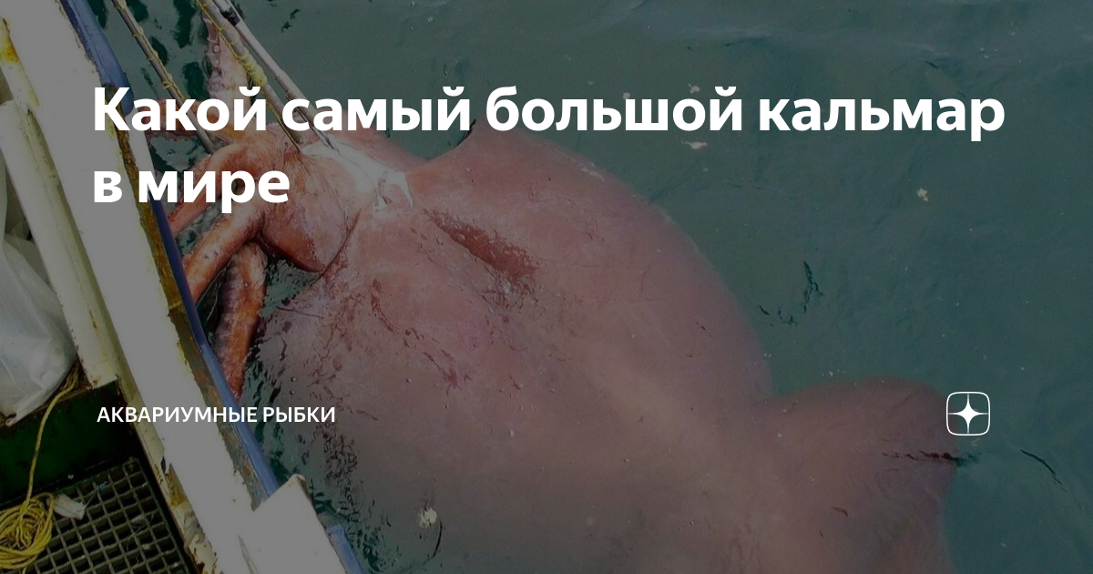 сколько живет гигантский кальмар