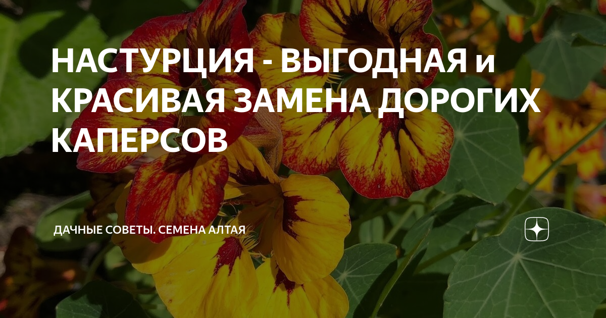 НАСТУРЦИЯ - ВЫГОДНАЯ и КРАСИВАЯ ЗАМЕНА ДОРОГИХ КАПЕРСОВ | Семена Алтая ...