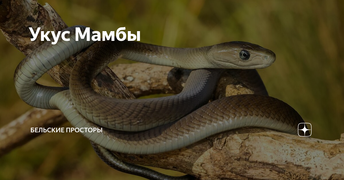 Укус Мамбы | Бельские просторы | Дзен