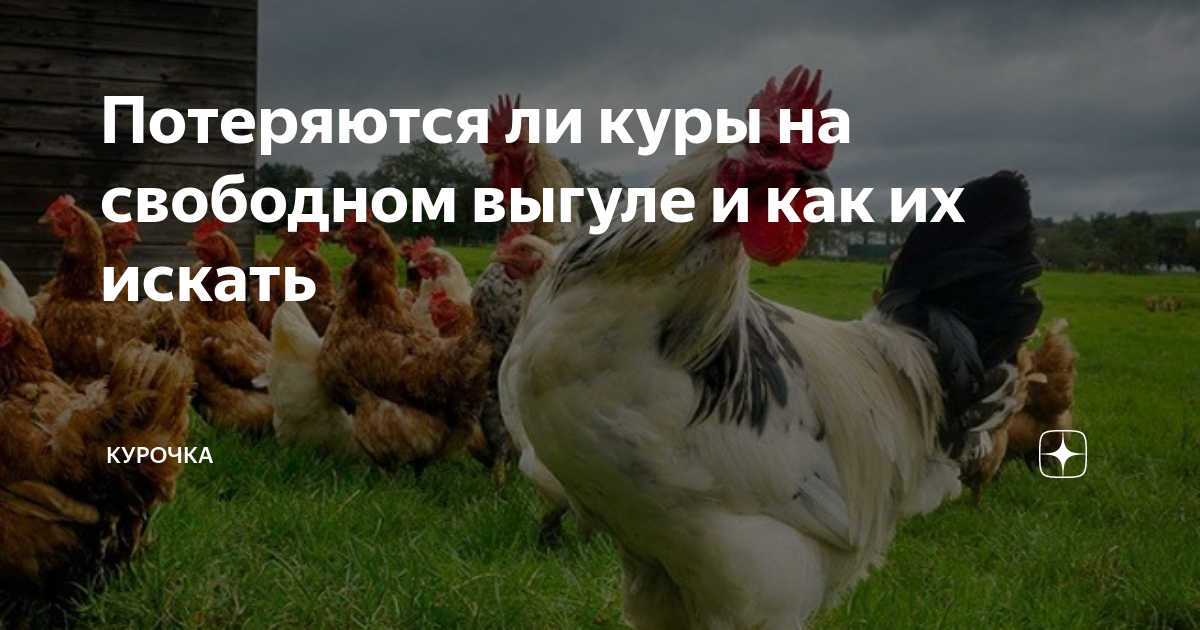 Потеряются ли куры на свободном выгуле и как их искать | Курочка | Дзен