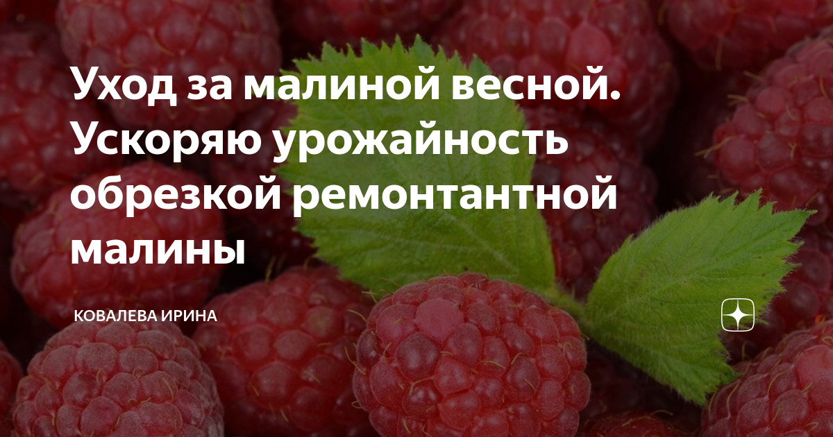 Подкормка малины весной. Малина плохая. Ремонтантная малина уход.