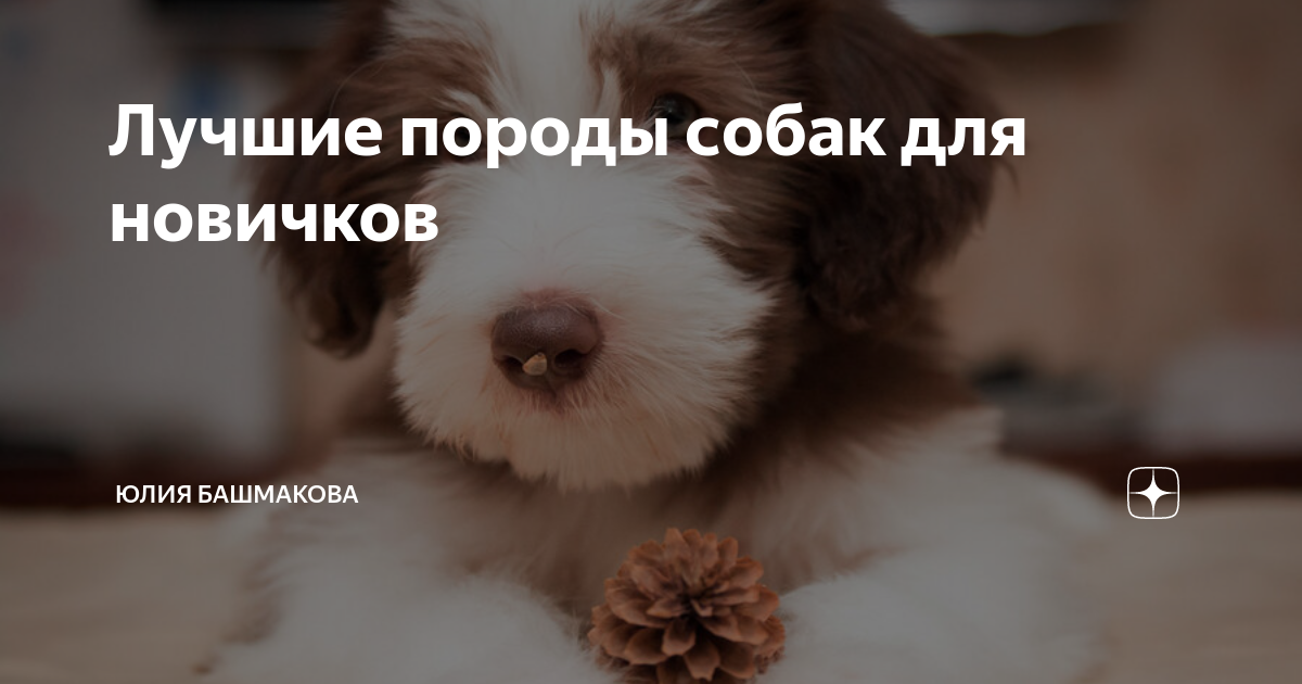 порода собак для новичков