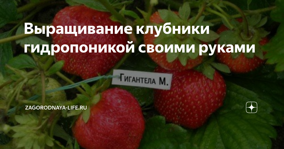 Выращивание клубники на гидропонике: технология установки системы своими руками в домашних условиях