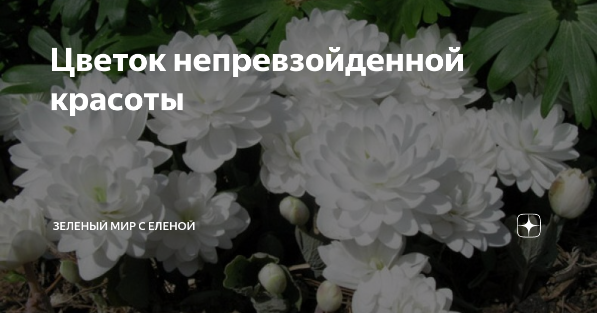 Цветок непревзойденной красоты | ЗЕЛЕНЫЙ МИР С ЕЛЕНОЙ | Дзен