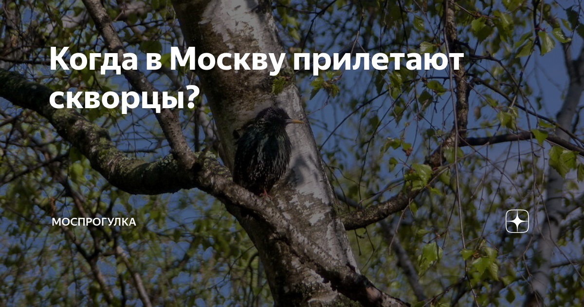 Когда в Москву прилетают скворцы? | Моспрогулка | Дзен